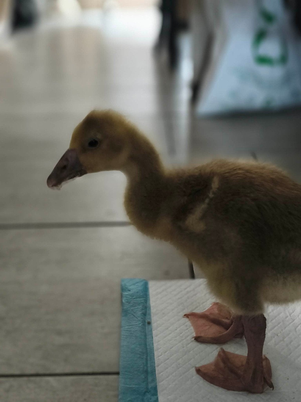 2 bébés oies a vendre 26€ les 2, Animaux & Accessoires, Oiseaux | Cages & Volières, Enlèvement, Neuf, Autres matériaux, Autres types