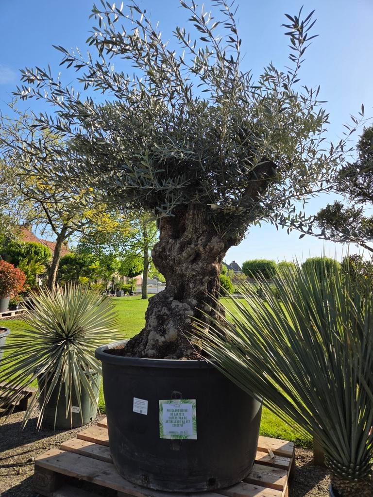 Olijfboom Olea Europaea Bonsai, Ophalen, Olijfboom