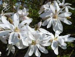 Magnolia Stellata, Tuin en Terras, Ophalen, Halfschaduw