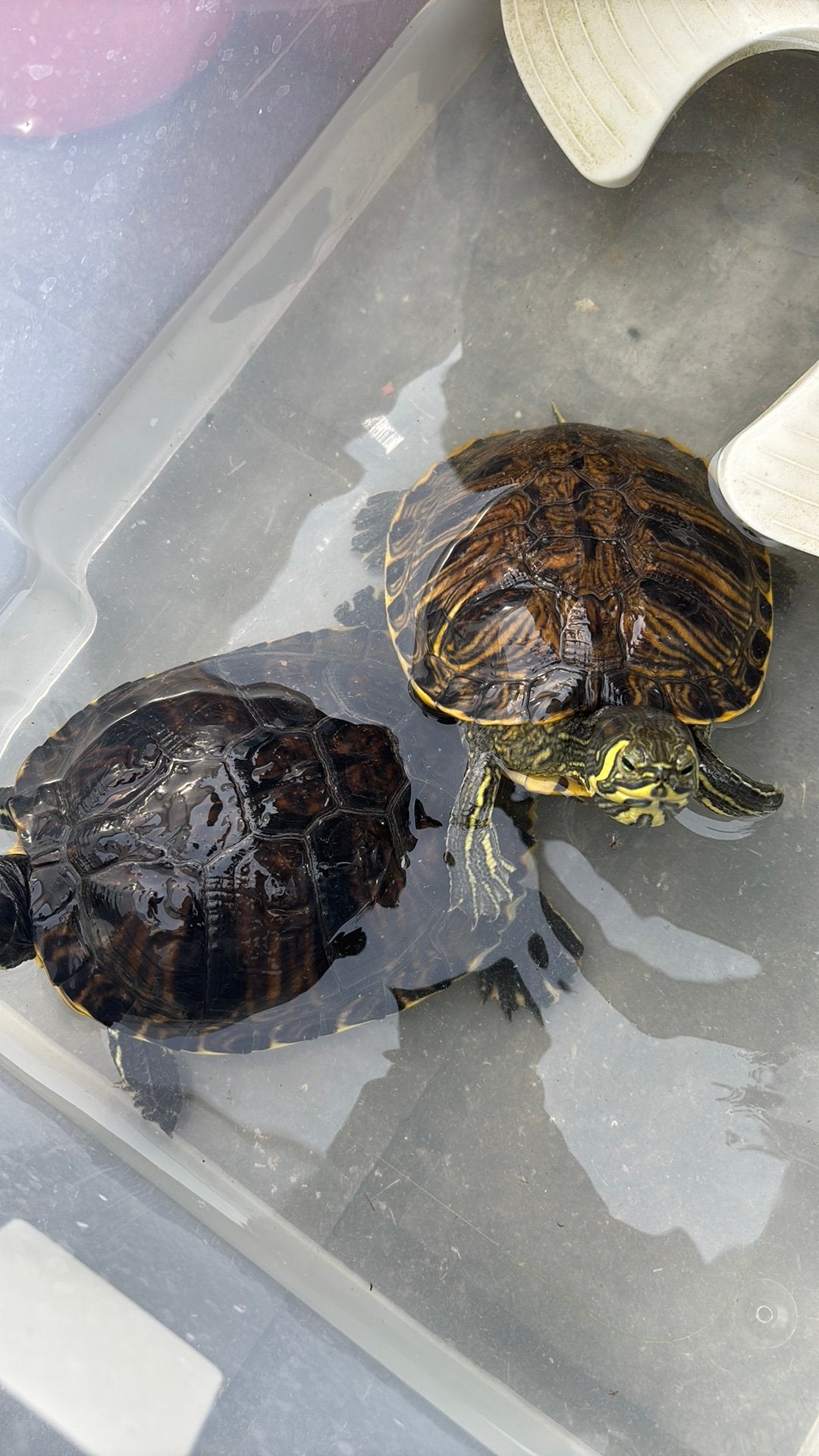 2 waterschildpadjes, Dieren en Toebehoren, Reptielen en Amfibieën, Schildpad, 7 tot 10 jaar