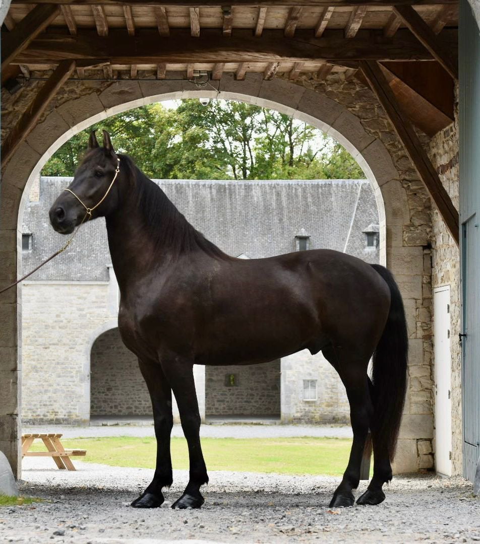 Magnifique hongre frison, Dieren en Toebehoren, L