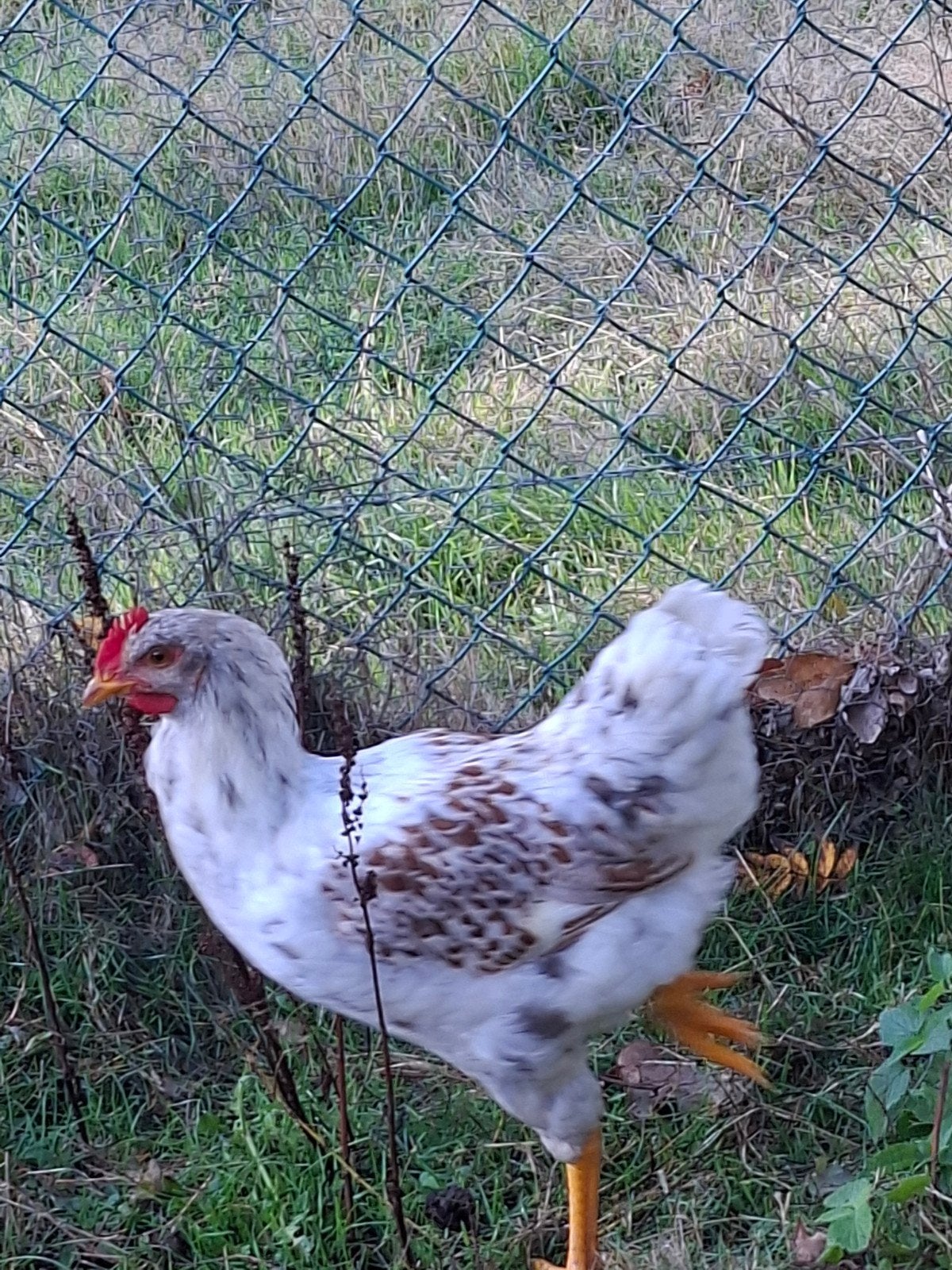 Splash haan Barnevelder, Animaux & Accessoires, Mâle, Poule ou poulet
