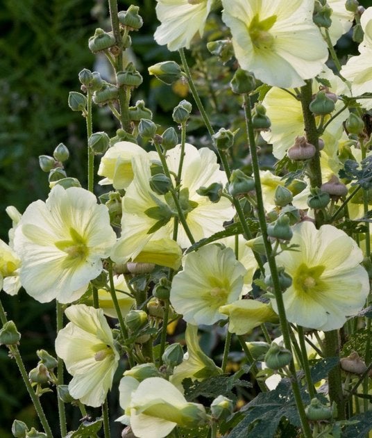 Alcea rugosa of Stokroos, Tuin en Terras, Ophalen, Vaste plant