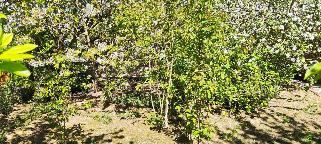 Arbres fruitiers, Enlèvement