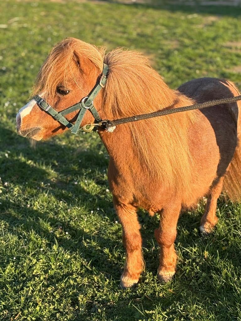 Shetland mini hengst te koop, Dieren en Toebehoren, Met stamboom, Niet van toepassing, Hengst, A pony (tot 1.17m)