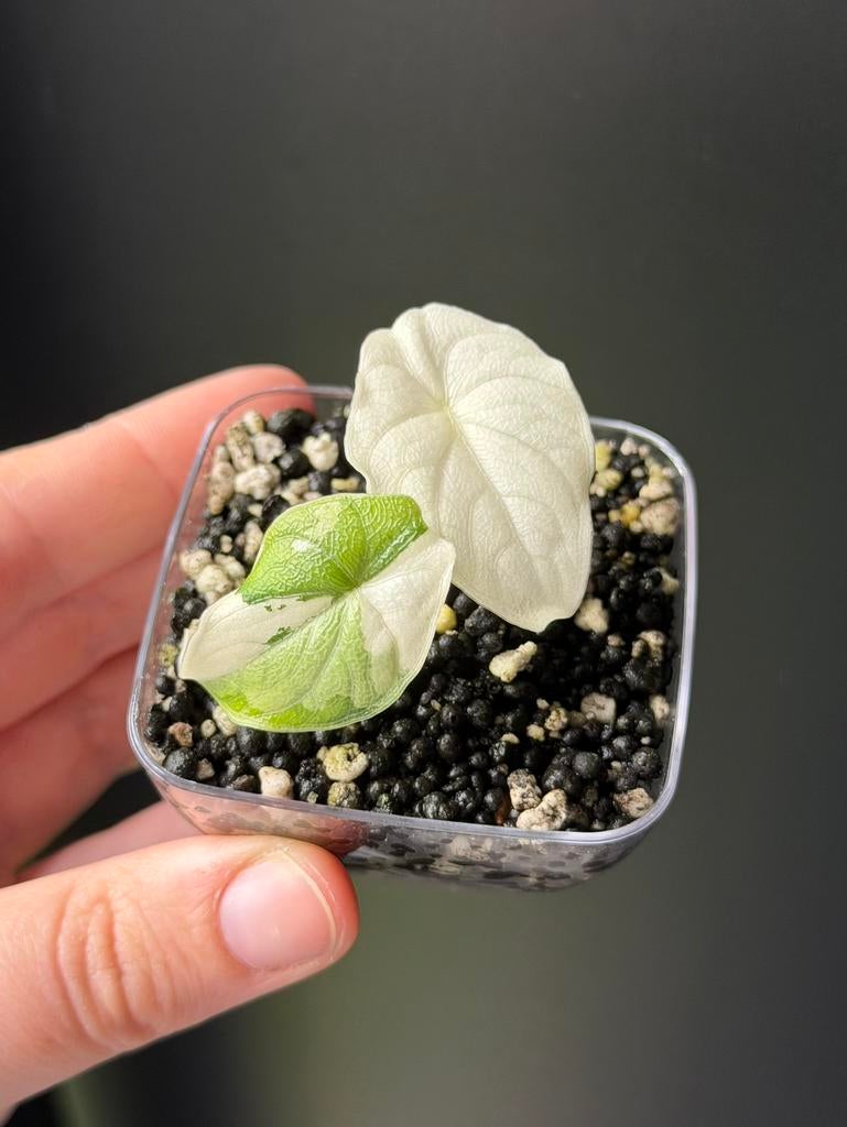 Alocasia melo albo variegata, Autres espèces, Enlèvement ou Envoi, Moins de 100 cm, Plante verte