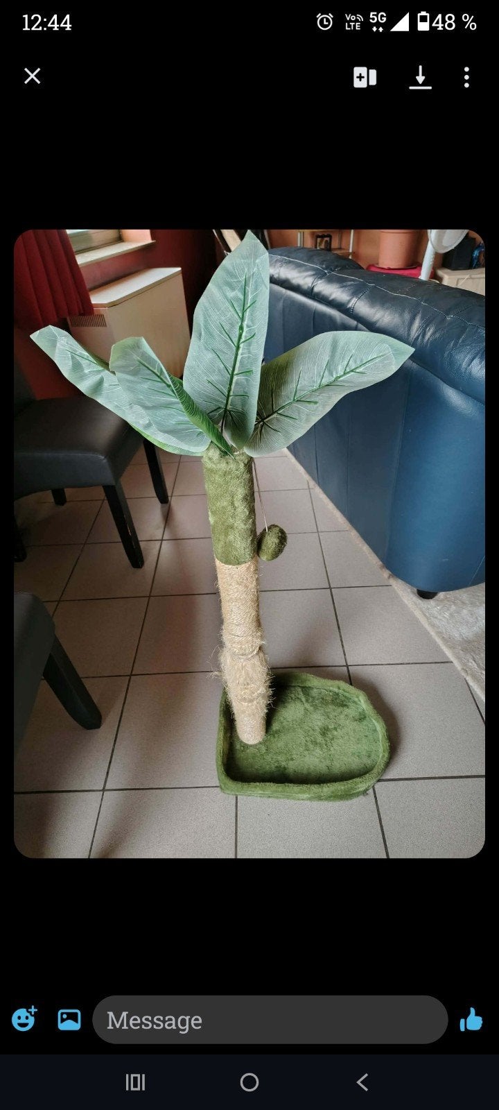 ratoir pour Chat, Enlèvement
