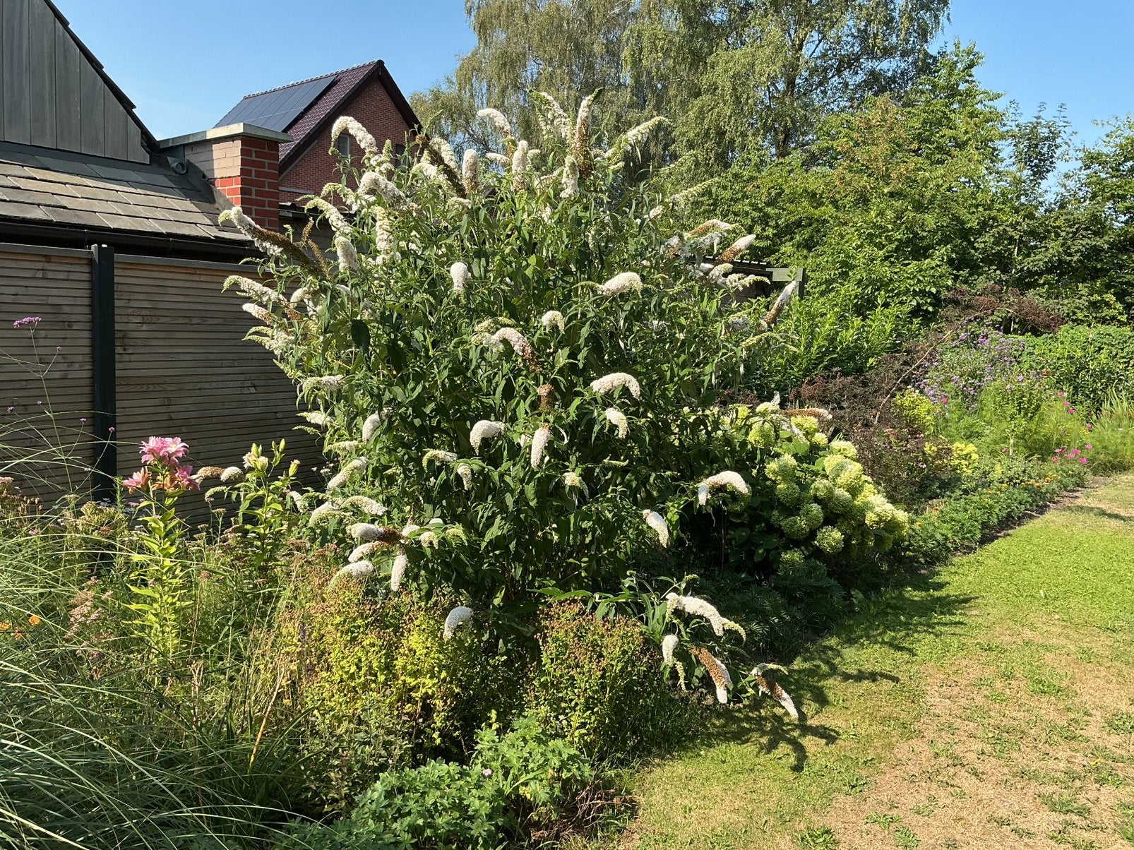 Witte vlinderstruik/ buddleja, 2.50 x 2.50, Tuin en Terras, Planten | Tuinplanten, Volle zon, Vaste plant, Zomer, Ophalen