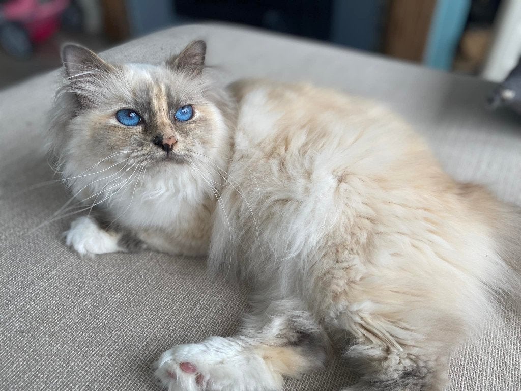 Riviera  retraité d'elevage, Chatte ou Chat, Avec pedigree, 6 ans ou plus