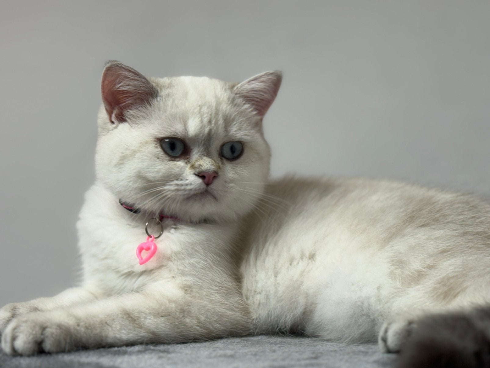 kitten Britse korthaar poes, Chatte ou Chat, Vermifugé, 0 à 2 ans