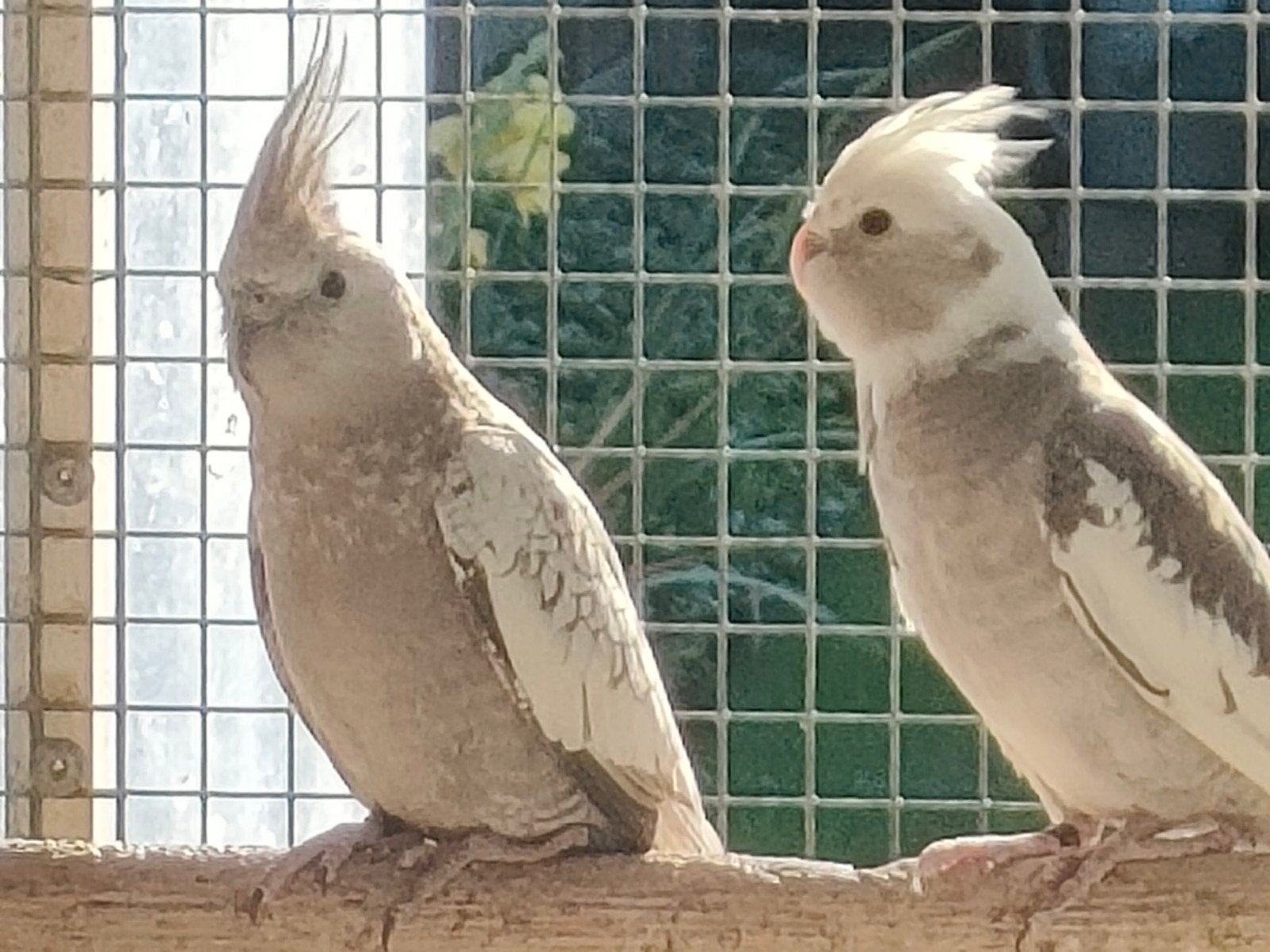 Valkparkieten, Plusieurs animaux, Perruche
