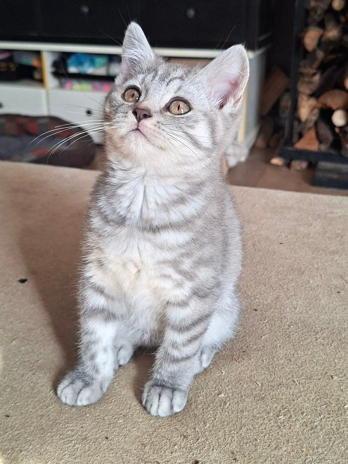 British shorthair, Animaux & Accessoires, Chats & Chatons | Chats de race | Poil ras, Chatte ou Chat, 0 à 2 ans, Avec puce électronique