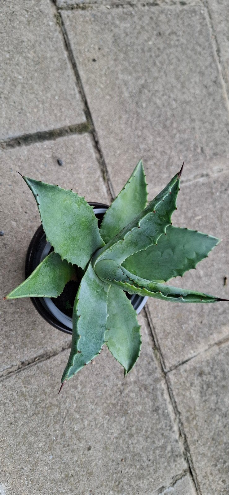 Mexicaans agave, Huis en Inrichting, Ophalen, Vetplant, Minder dan 100 cm, Volle zon