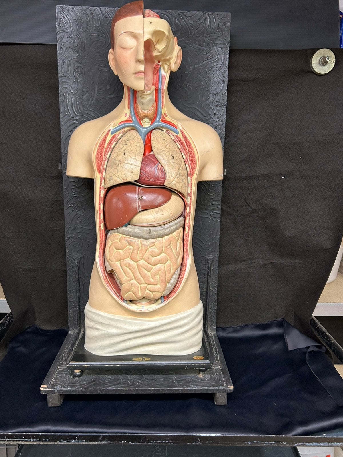 Anatomische torso, Ophalen