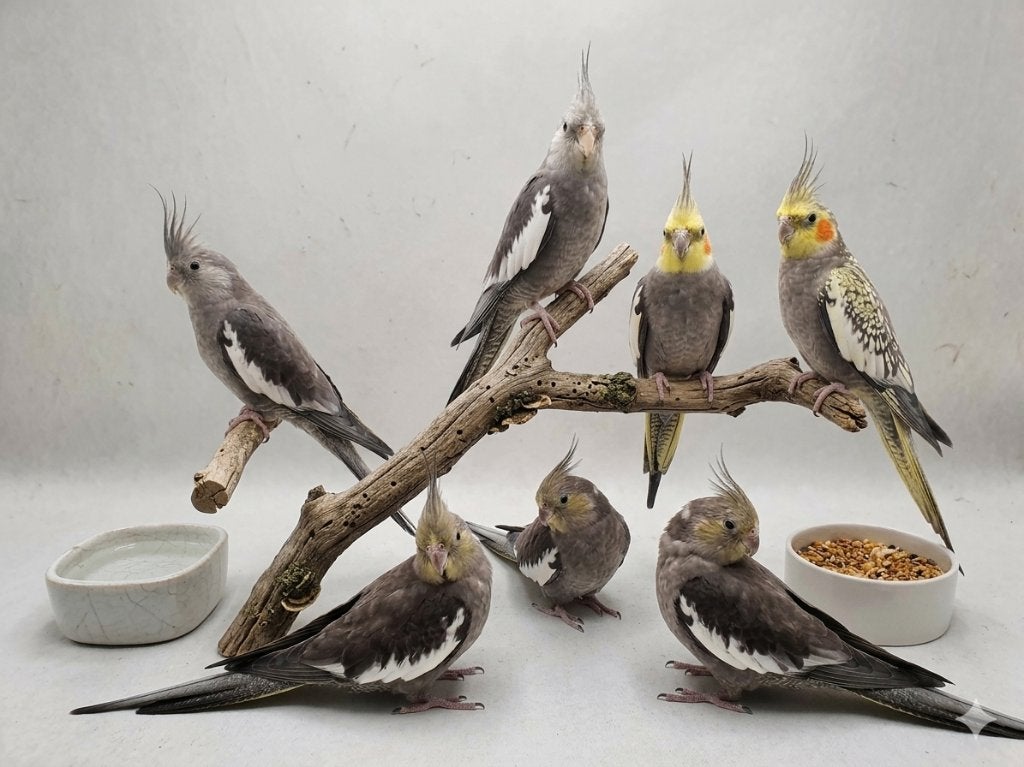 Handtamme Valkparkieten, Dieren en Toebehoren, Meerdere dieren, Parkiet, Tam