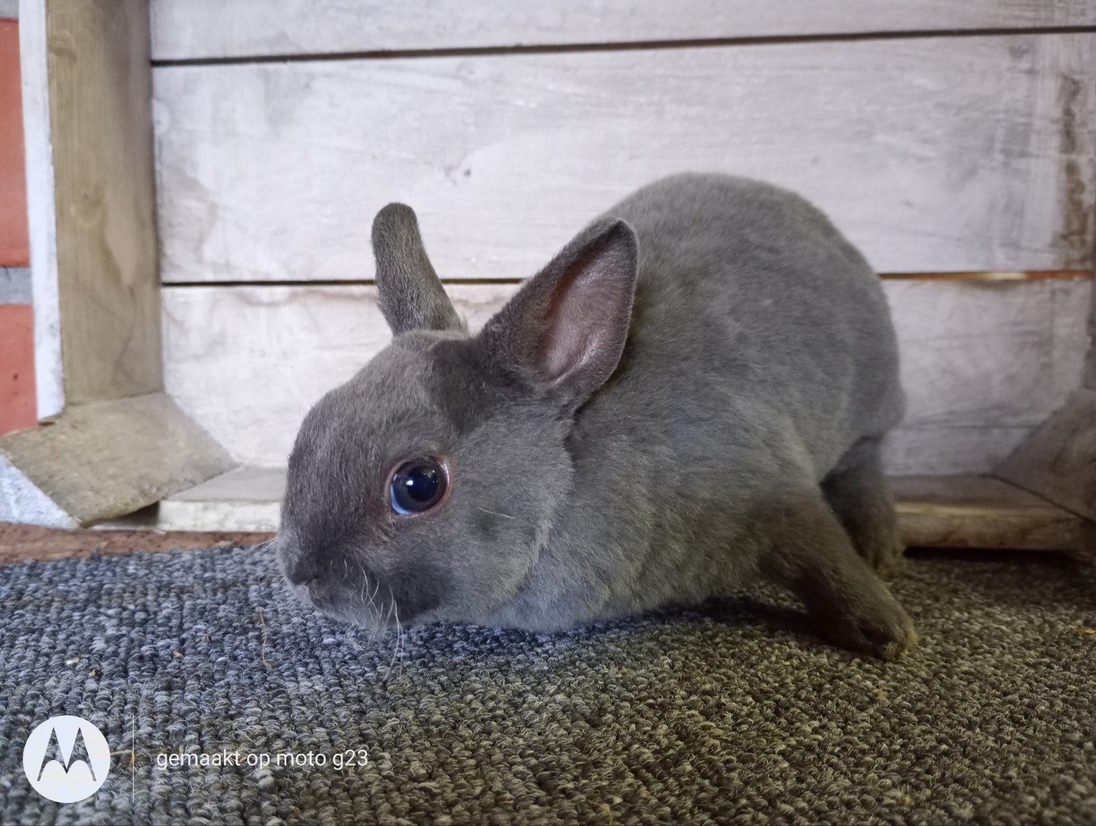 Rex dwerg in blauw., Dieren en Toebehoren, Mannelijk, Dwerg, 0 tot 2 jaar