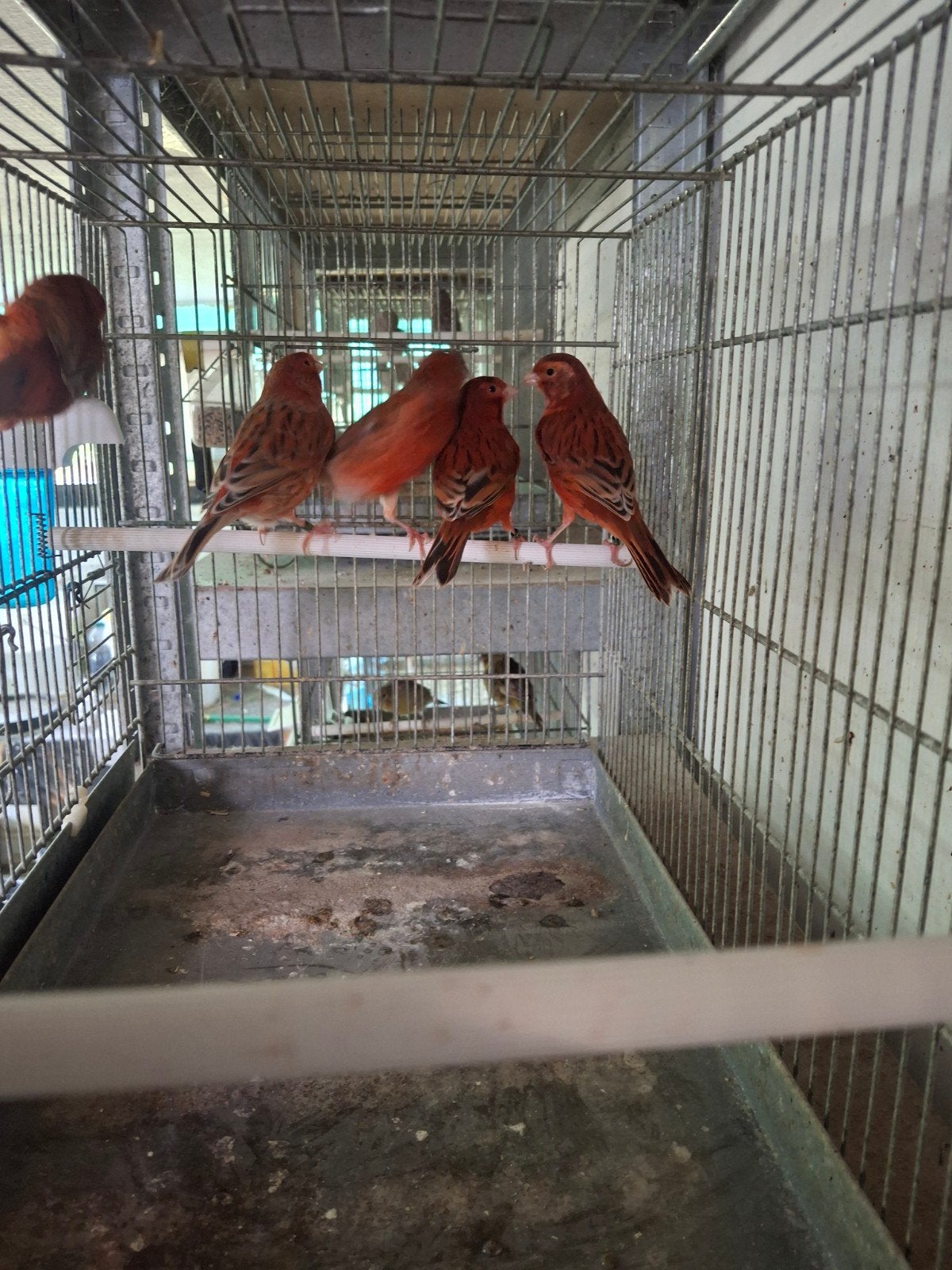 mooie rood-agaat kanaries mogen verhuizen, Plusieurs animaux, Canari de couleur