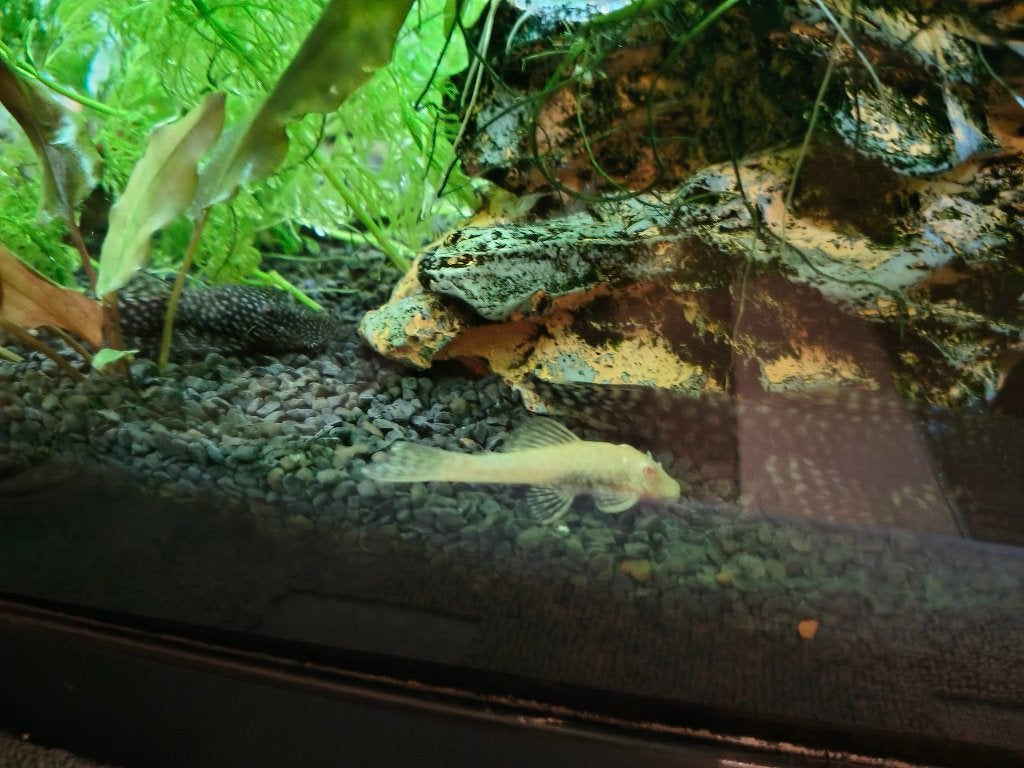 Ancistrus, Dieren en Toebehoren, Vis, Zoetwatervis