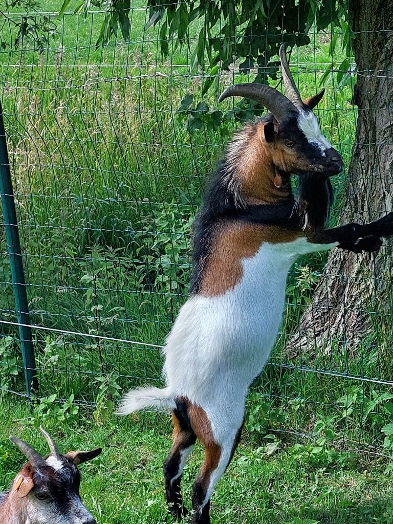 geiten, Dieren en Toebehoren, Schapen, Geiten en Varkens, Meerdere dieren, Geit, 0 tot 2 jaar