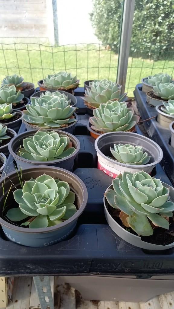 Vetplantjes en tomatenplanten, Tuin en Terras, Ophalen