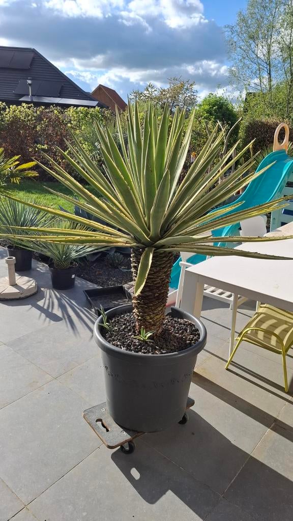 Agave angustifolia, Enlèvement ou Envoi
