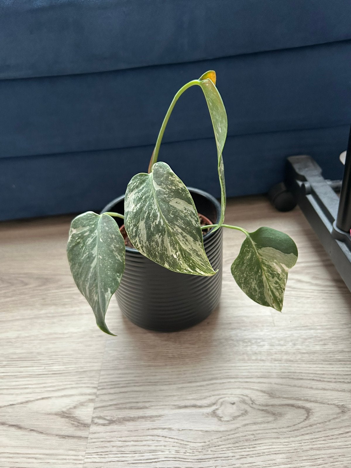 Monstera deliciosa Variegata Albo, Enlèvement ou Envoi