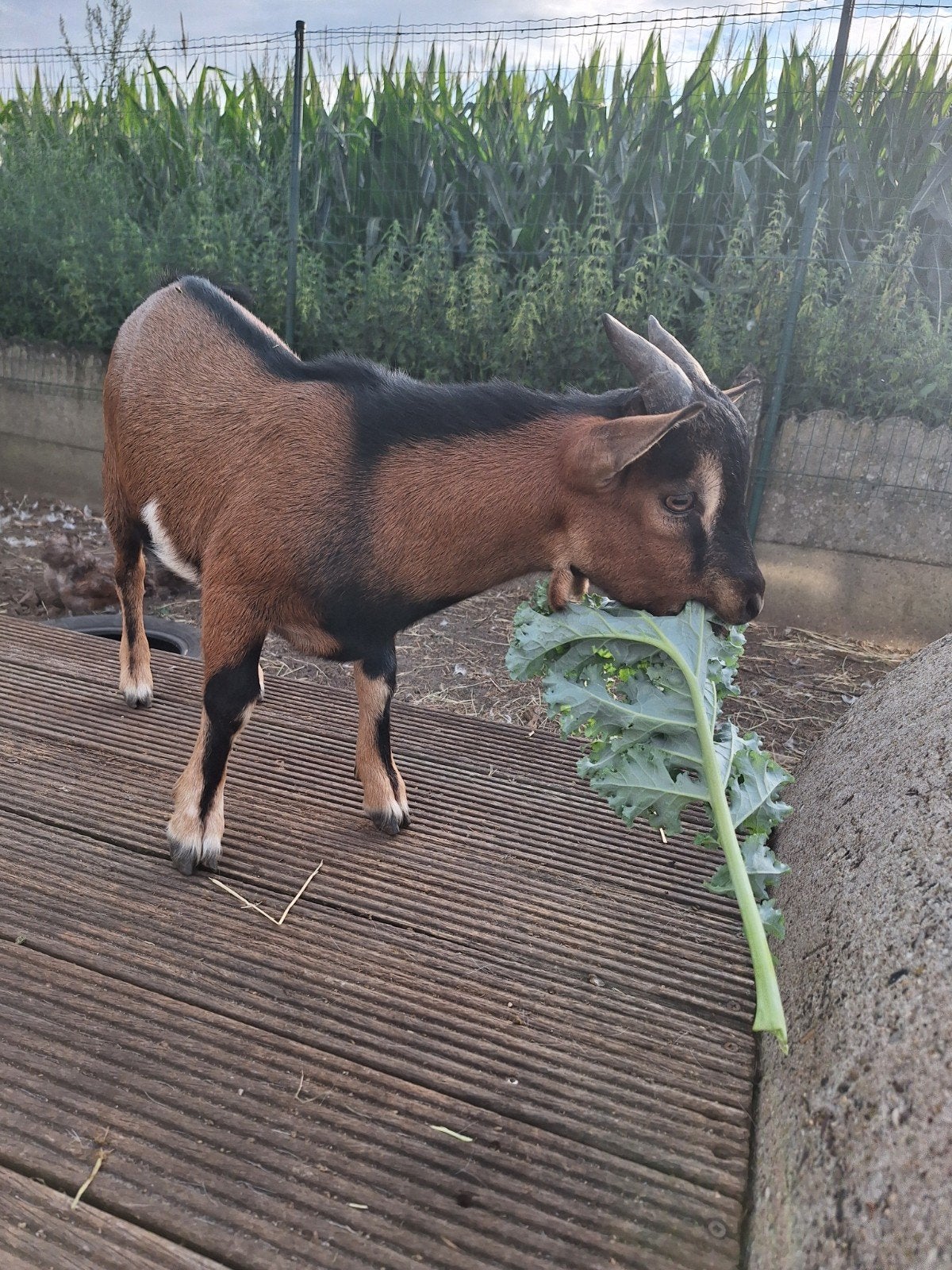 dwerggeit bokje, Dieren en Toebehoren, Mannelijk, Geit, 0 tot 2 jaar