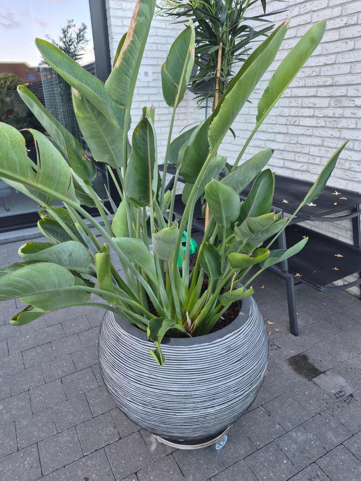 Bloemende strelizia, Tuin en Terras, Ophalen