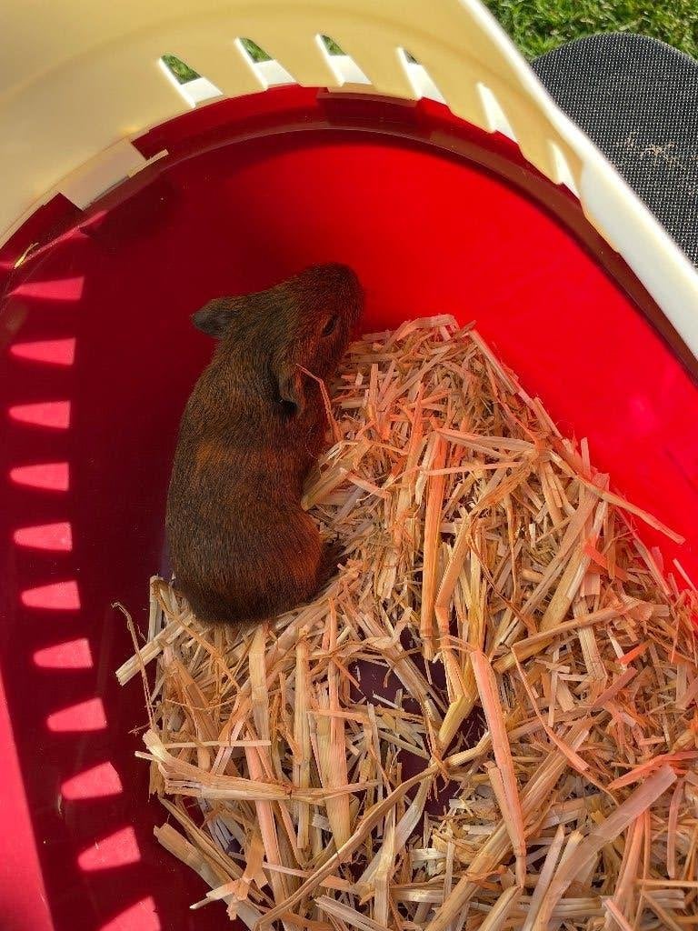 Cavia tekoop, Dieren en Toebehoren, Cavia, Augustus, Vrouwelijk, Tam
