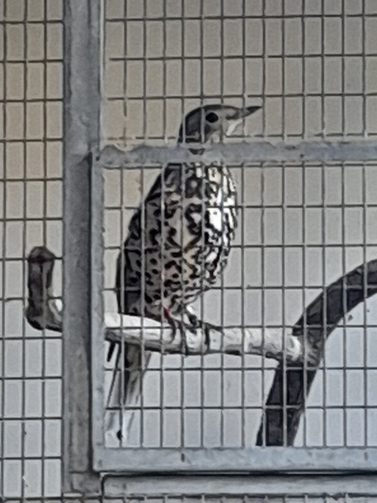 Groote lijster, Dieren en Toebehoren, Vrouwelijk, Wildzangvogel, Geringd