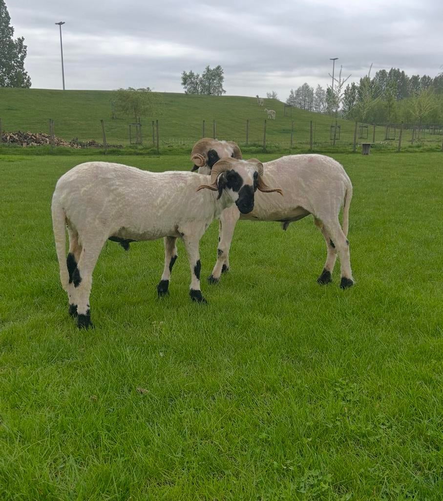 Scheren van schapen alpaca’s lama’s heel Belgie NL en FR, Mouton