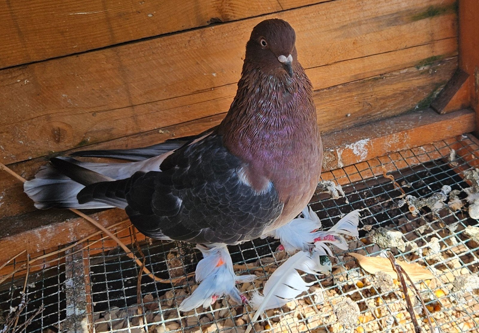 Talka Miro  male baguer couleur rare vacciné vermifuger, Animaux & Accessoires, Oiseaux | Pigeons, Mâle, Autres espèces