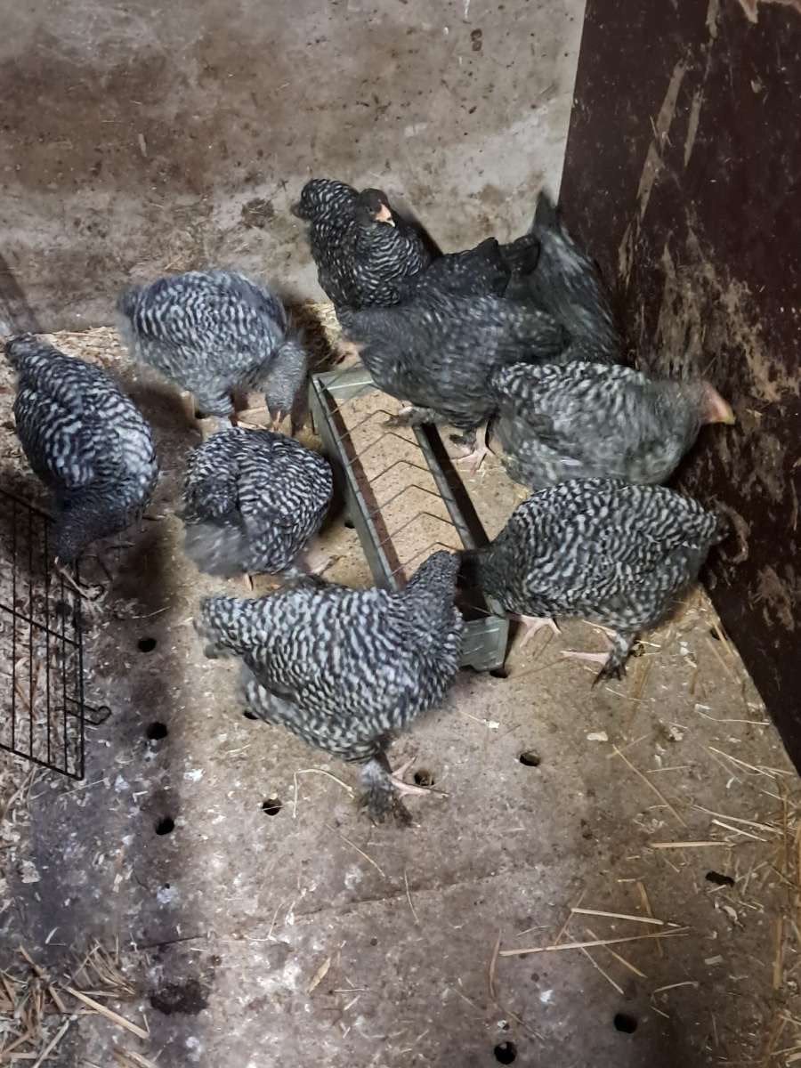 Mechelse koekoes te koop, Dieren en Toebehoren, Pluimvee, Geslacht onbekend, Kip