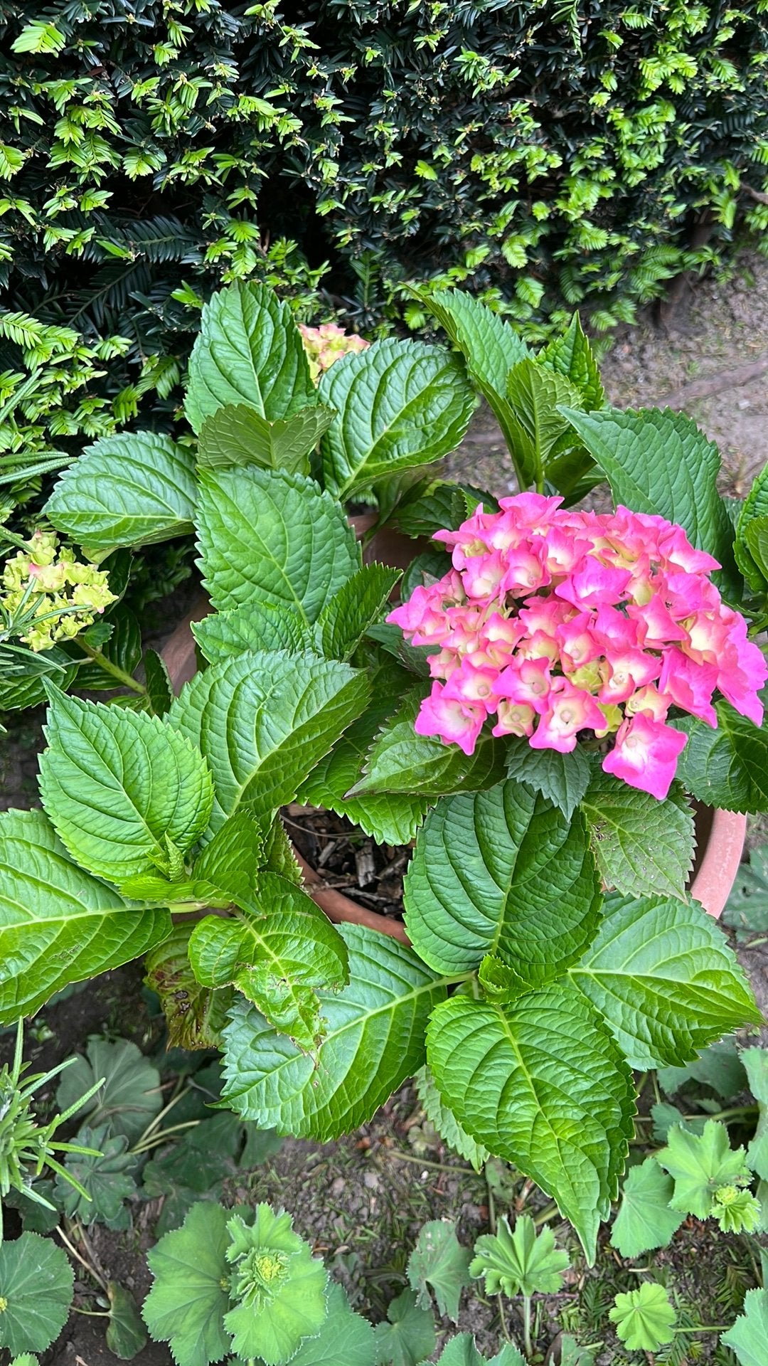 Hortensia middelgroot- rose, Ophalen