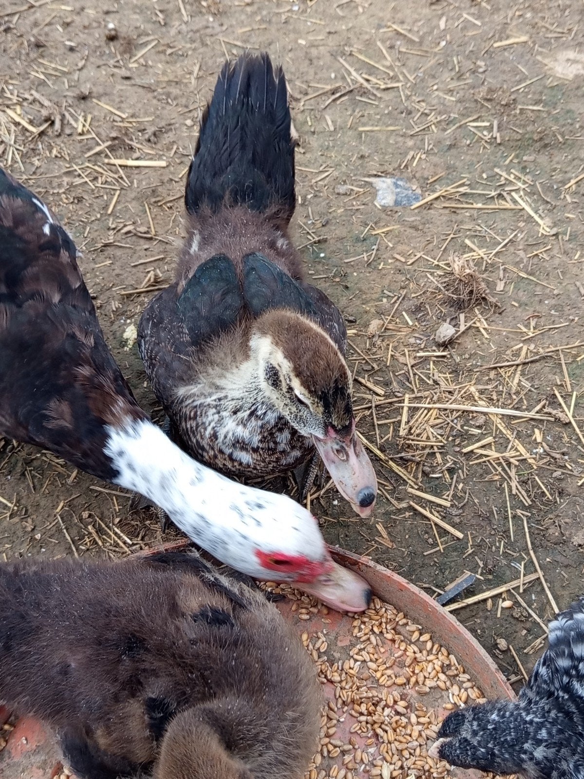 jonge barberie eenden, Sexe inconnu, Canard