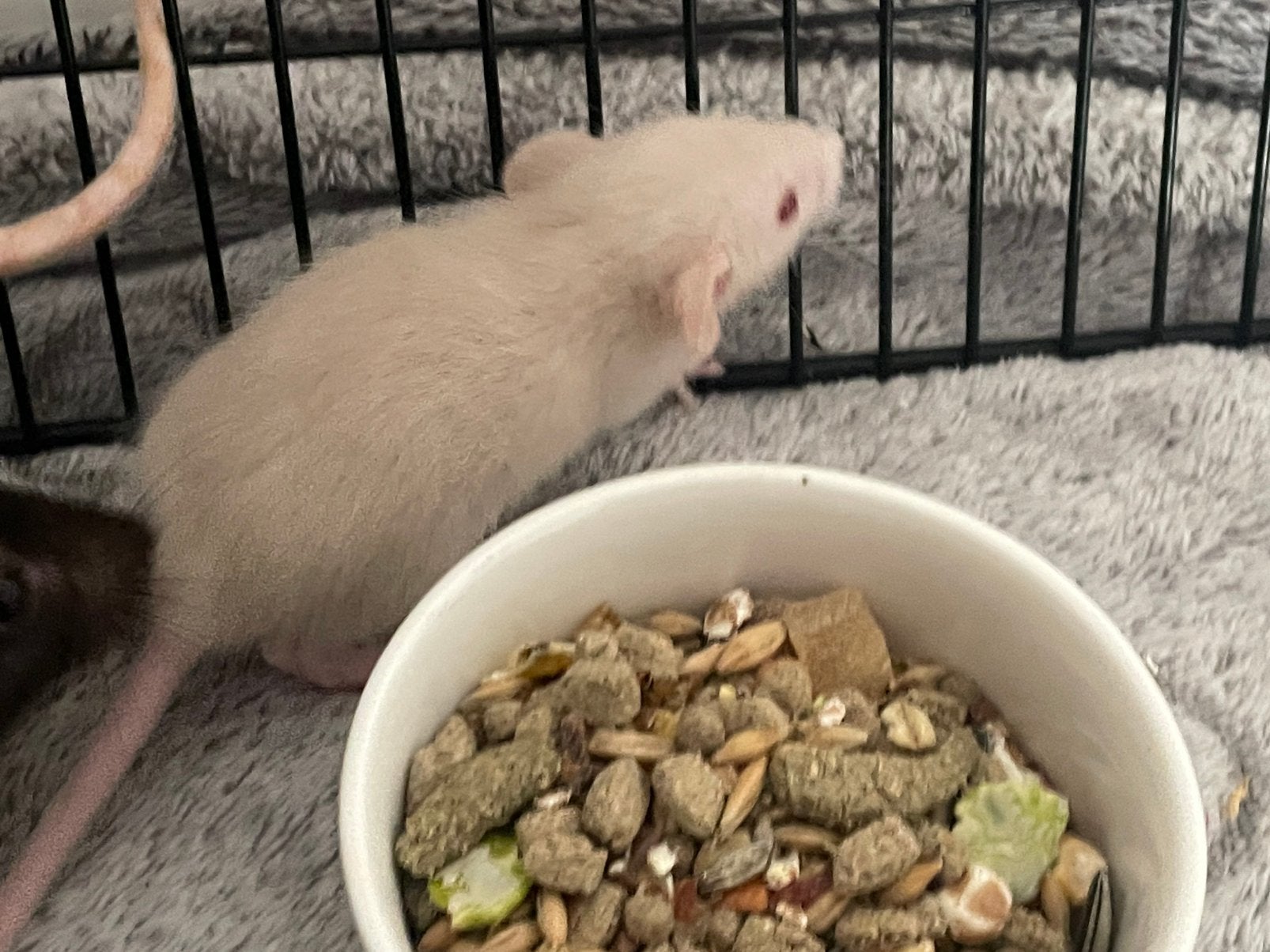 Ratons dumbo, nu et standard - Nés 22/05, Animaux & Accessoires, Rongeurs, Rat, Domestique, Plusieurs animaux, Mai