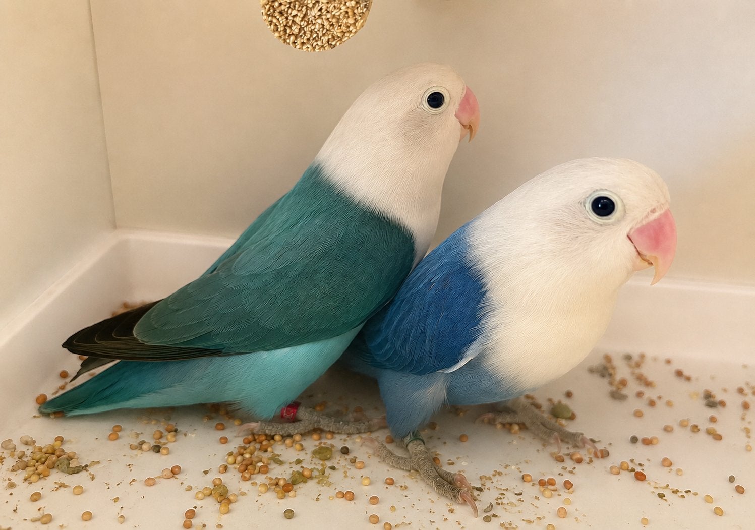 Opaline fischeri, Dieren en Toebehoren, Vogels | Parkieten en Papegaaien, Meerdere dieren, Dwergpapegaai of Agapornis, Geringd