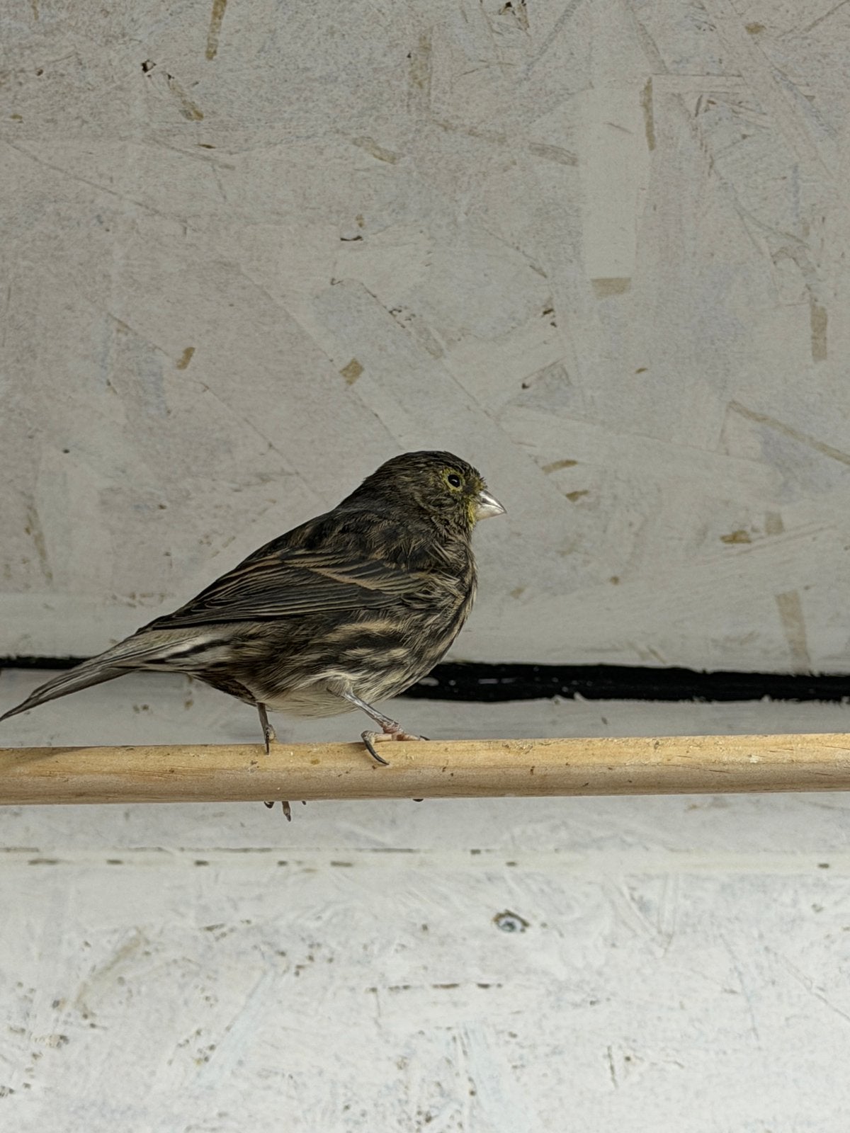 Kanaries te koop, Dieren en Toebehoren, Vrouwelijk