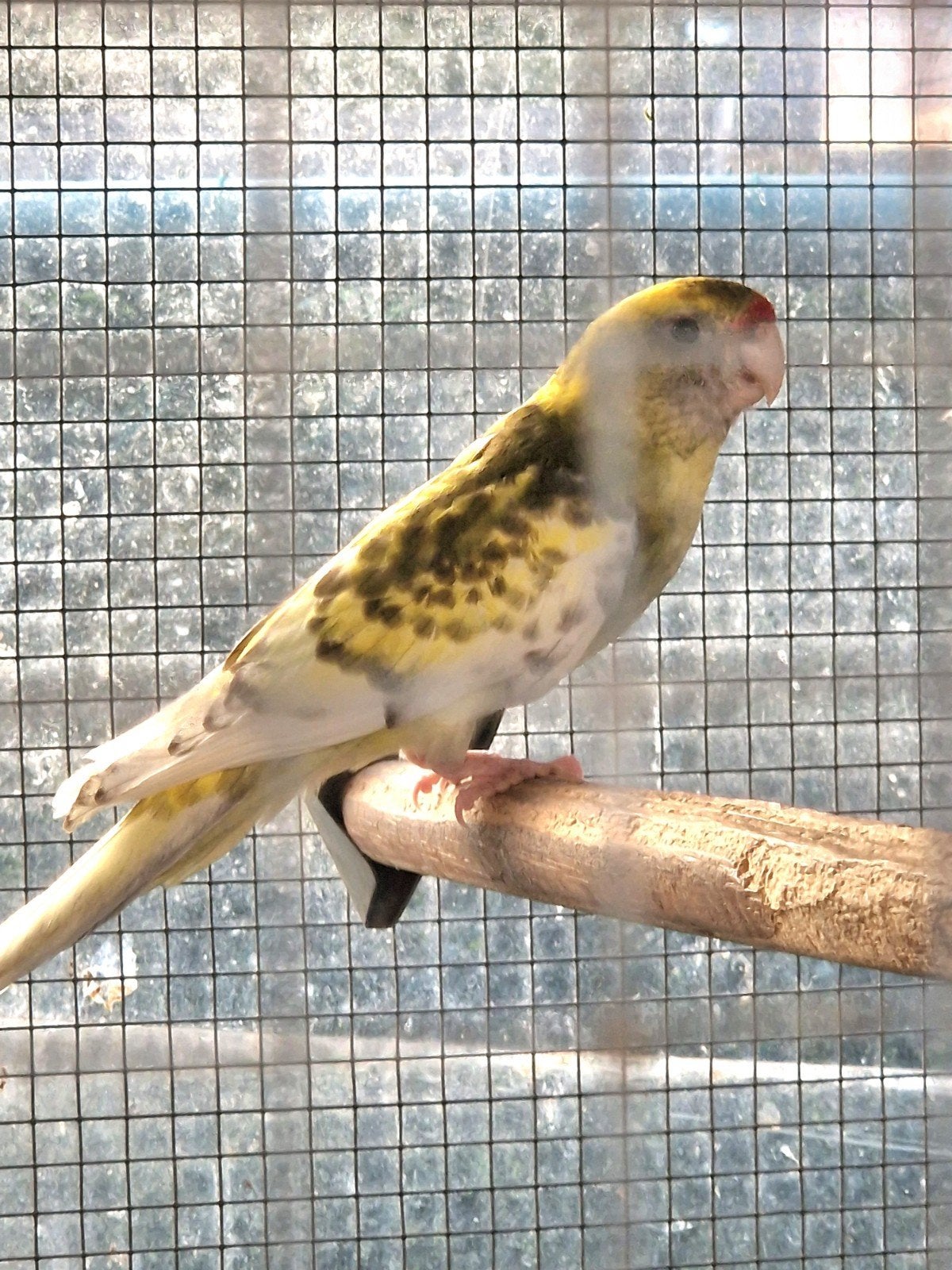 ZOEK POP BONTE STROGELE ROSELLA, Dieren en Toebehoren, Vrouwelijk, Parkiet, Geringd