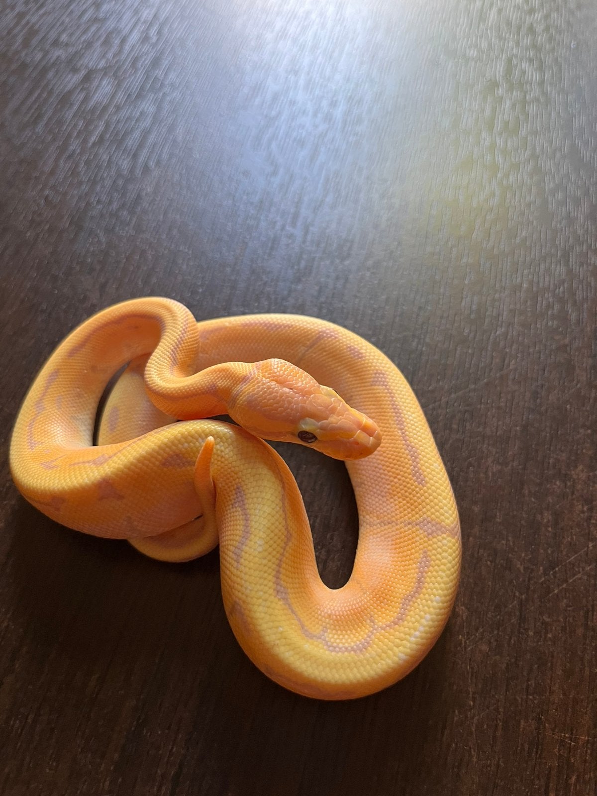 Ball Pythons 3.1, Dieren en Toebehoren, Slang, Tam, 0 tot 2 jaar