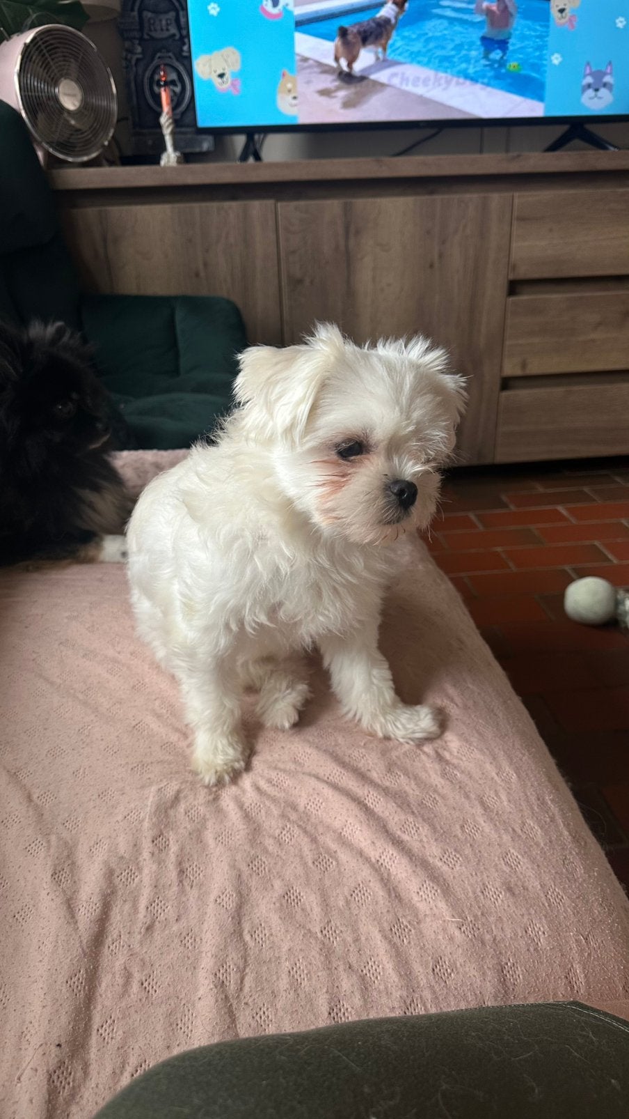Super lief boomer teefje, Dieren en Toebehoren, België, Particulier, 1 tot 2 jaar, Teef