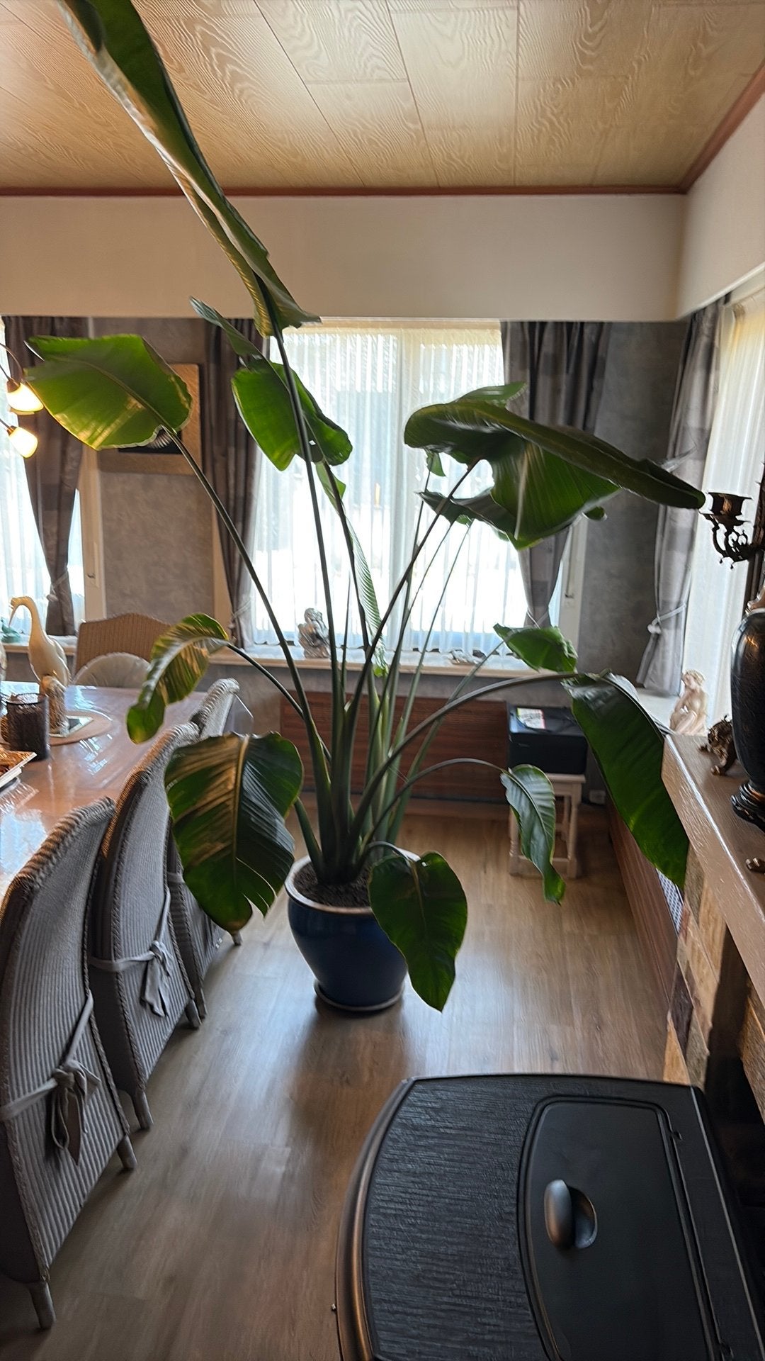 Grand oiseau de paradis en pot émaillé bleu (9620), Maison & Meubles, Plantes d'intérieur, Autres espèces, En pot, Enlèvement
