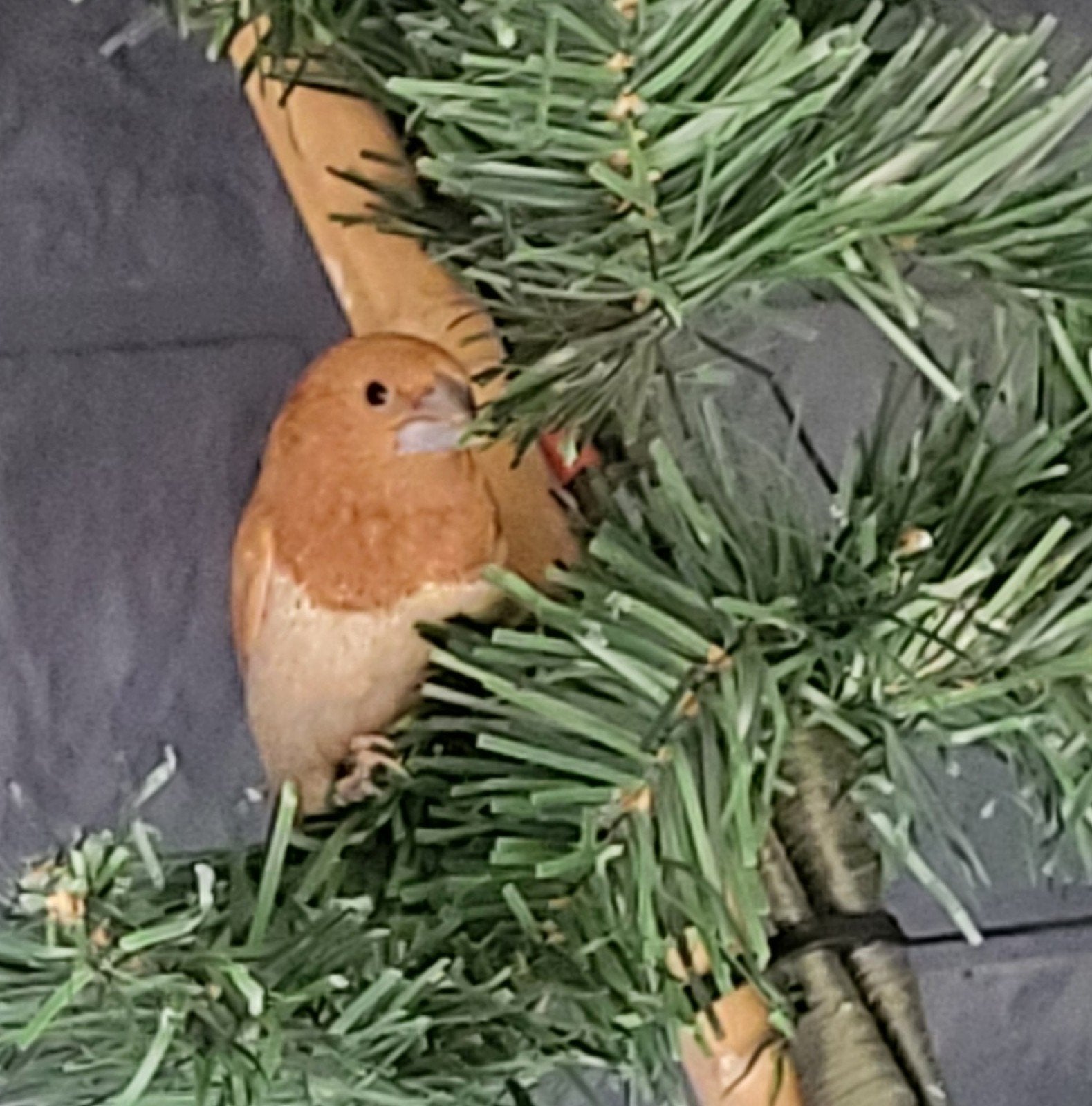 japanse meeuwtjes, 3 koppels beschikbaar, Dieren en Toebehoren, Vogels | Overige Vogels