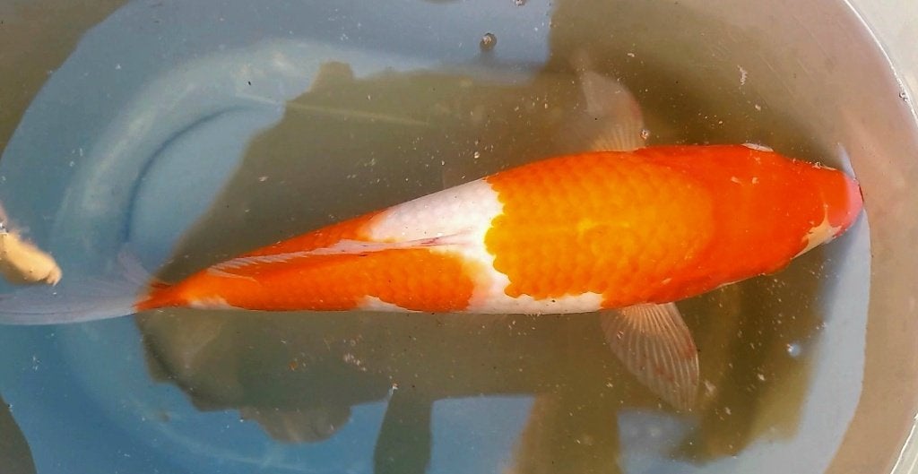 Mooie Japanse Kohaku, Vis, Zoetwatervis