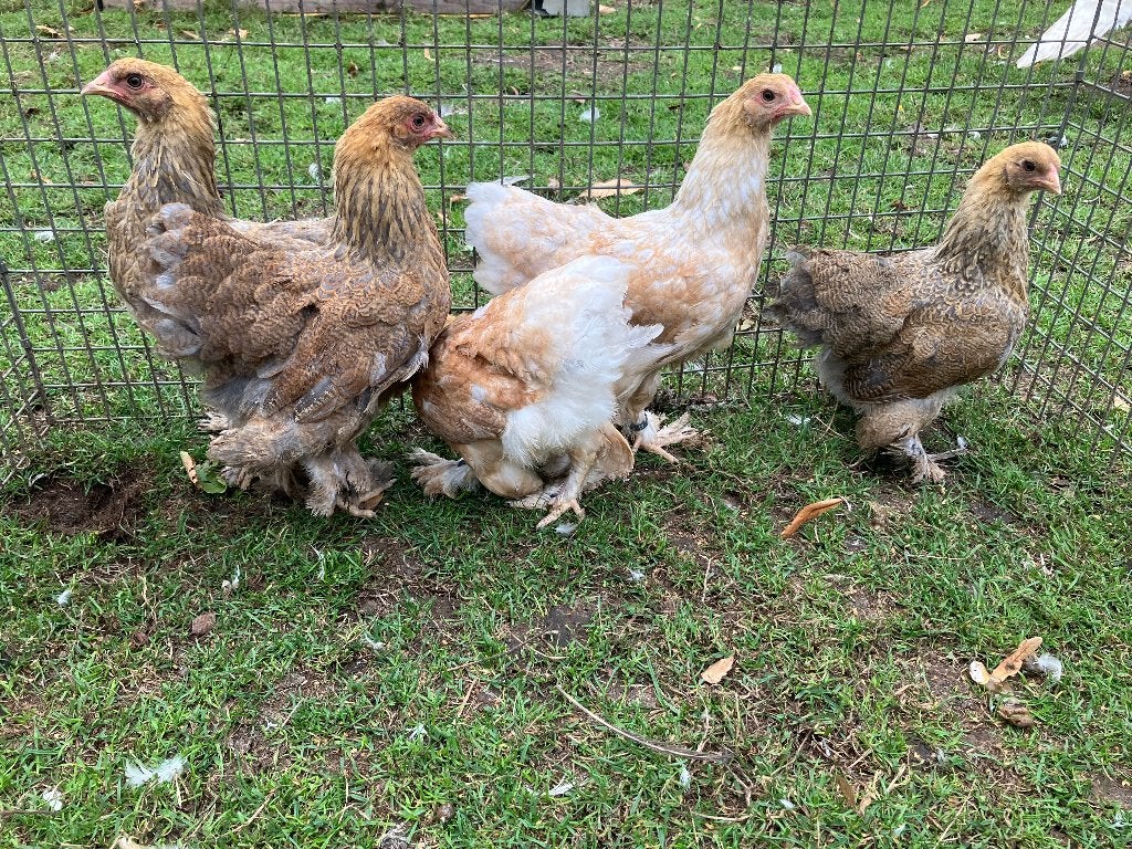 5 Brahmakriel hennen, Dieren en Toebehoren, Pluimvee, Vrouwelijk, Kip