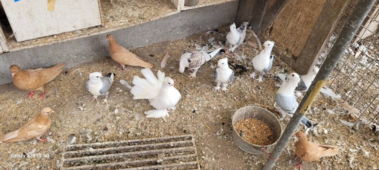 oud oosterse meeuwen, Dieren en Toebehoren, Vogels | Duiven