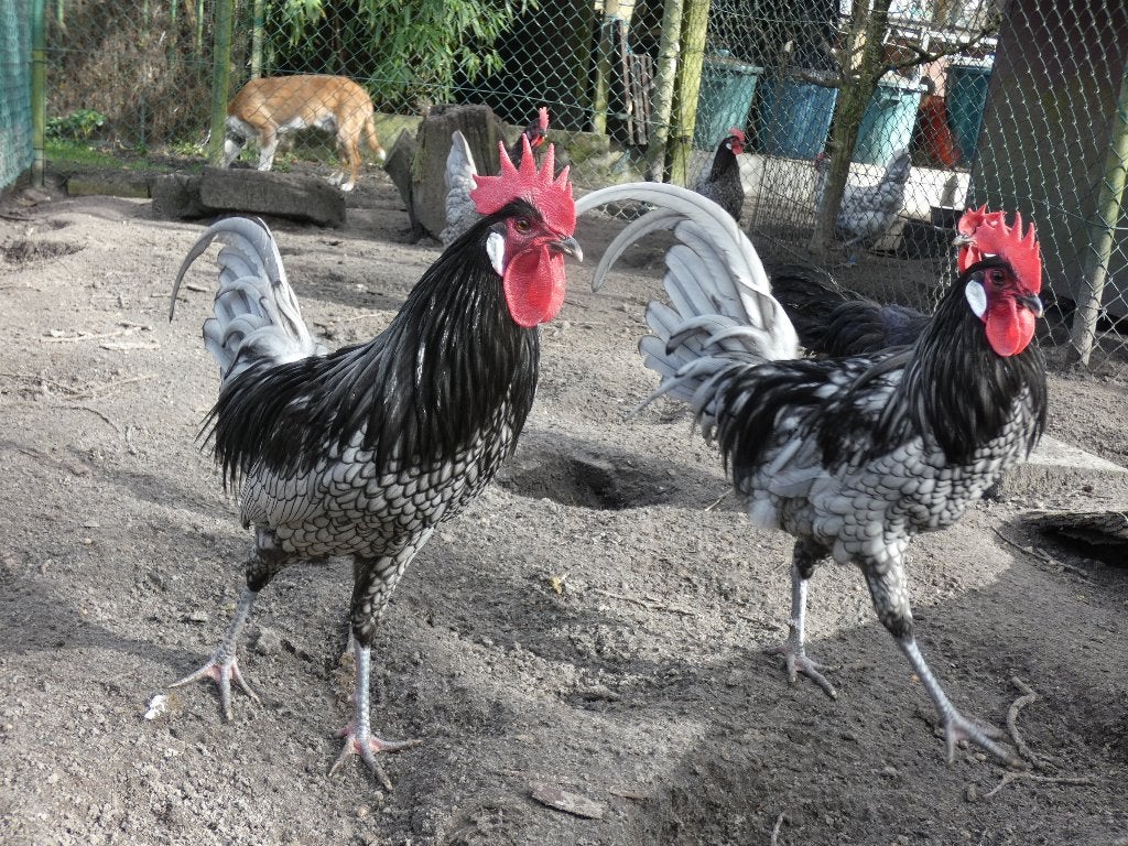 2 mooie andalusier hanen, Mâle, Poule ou poulet