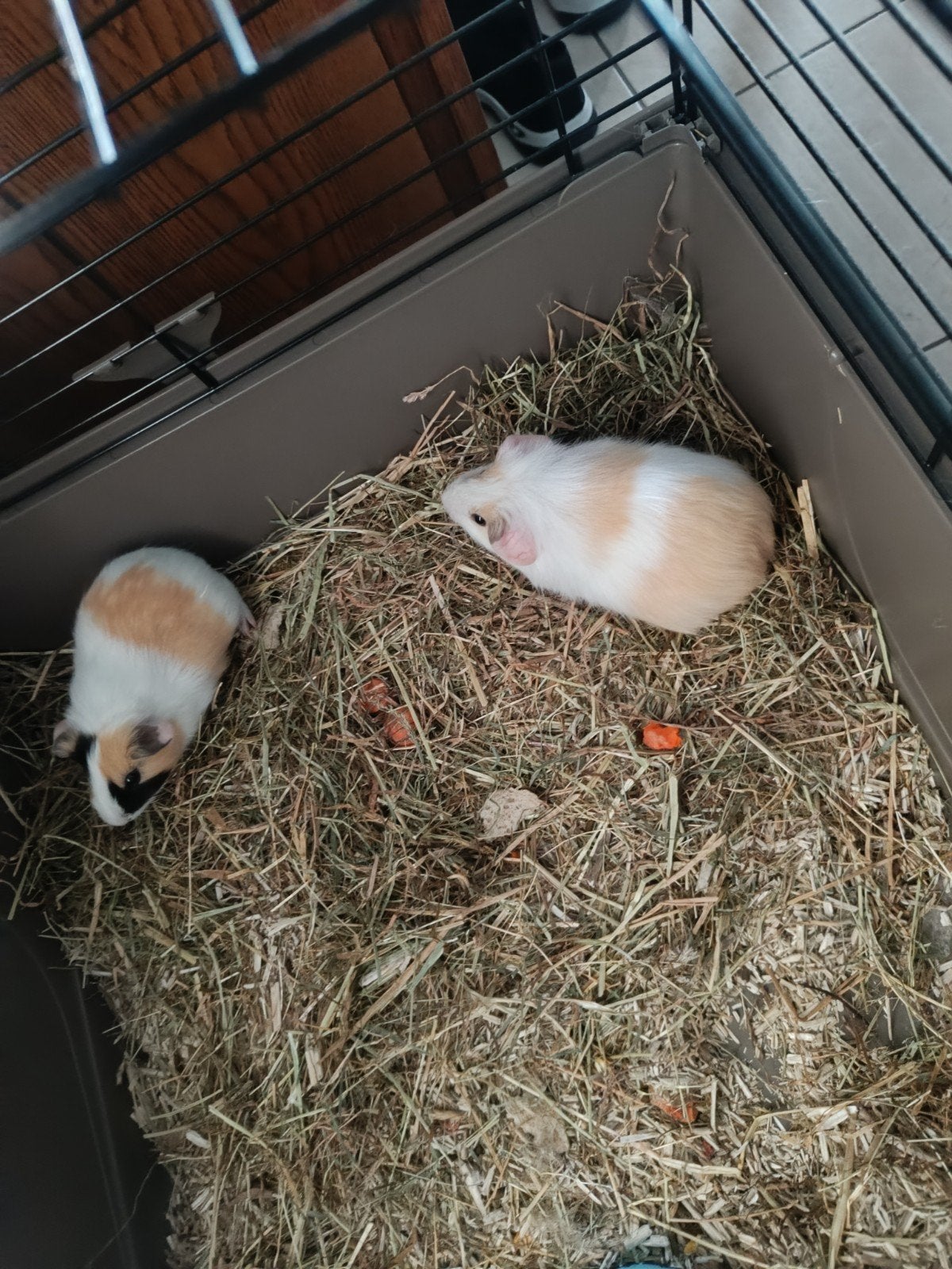 jonge caviatjes broertjes 4 weken oud lees beschrijving, Dieren en Toebehoren, September, Mannelijk, Cavia