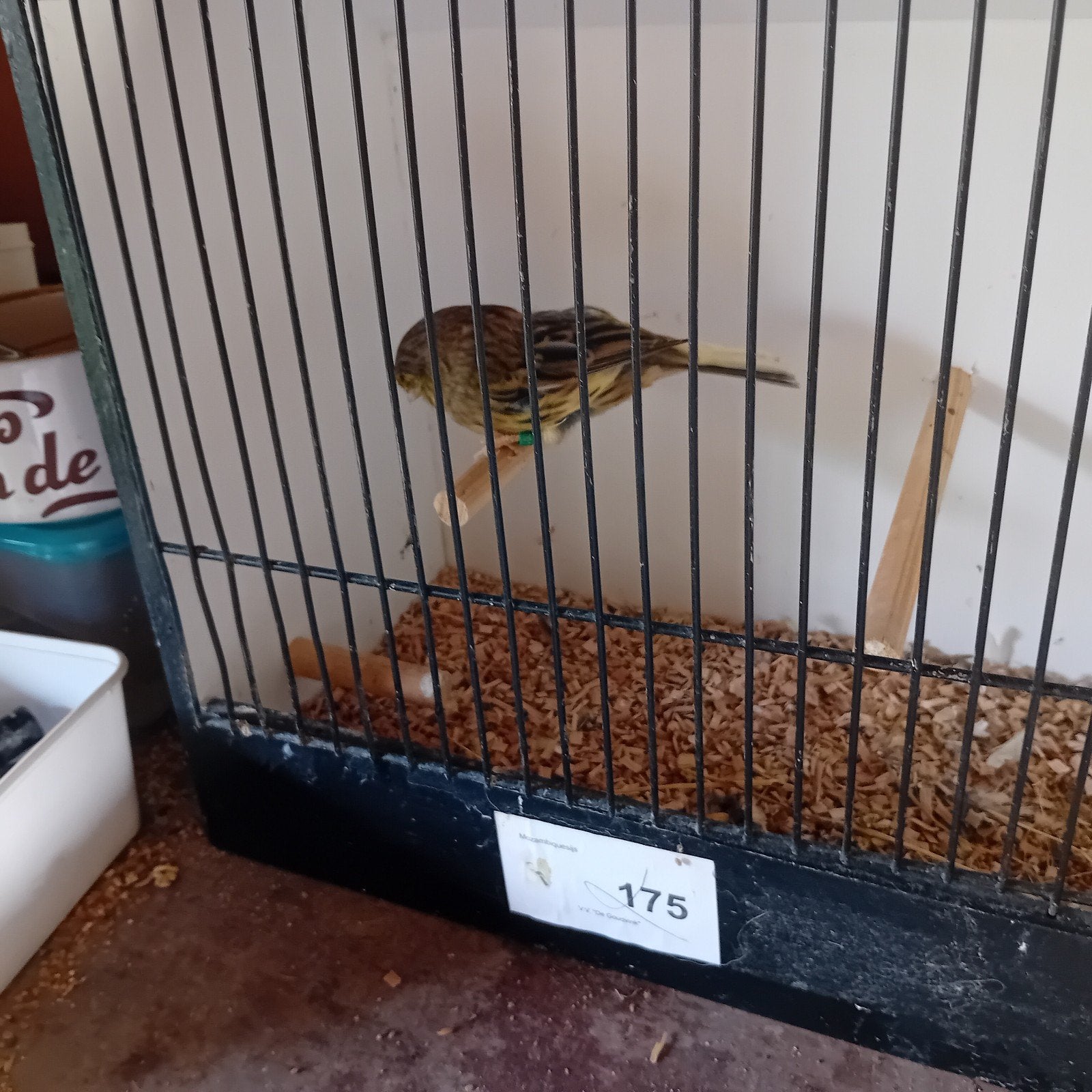 3 poppen glosters 2025, 15€ stuk, Dieren en Toebehoren, Vogels | Kanaries
