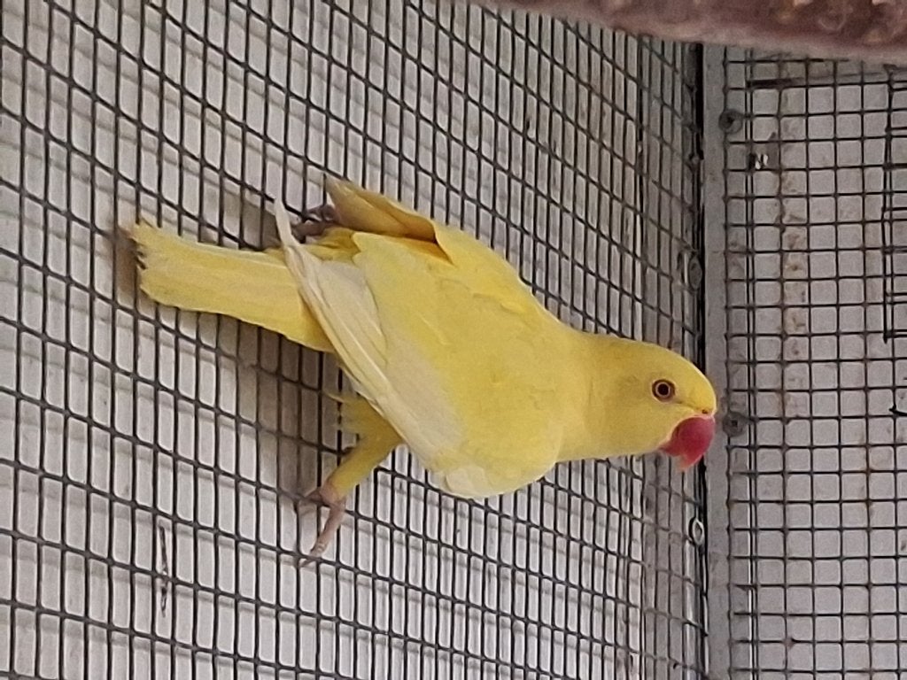 Koppel lutino halsbandparkieten 2025, Plusieurs animaux, Perruche, Bagué